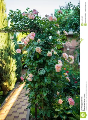 роза плетистая Цезарь, купить саженцы роз, фото сорта, Дивосад™