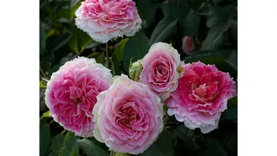 César ® | Rose, rosa, ca. 150cm (Meilland 1993) | Rosa 'César' online  bestellen