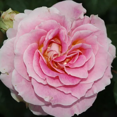 Beautiful Cesar Rose In Full Flower Disclosure In Summer Stock Photo,  Picture And Royalty Free Image. Image 141779142.