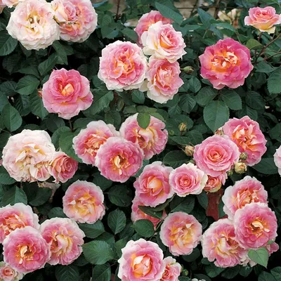 Роза Цезарь — Россошанский питомник растений