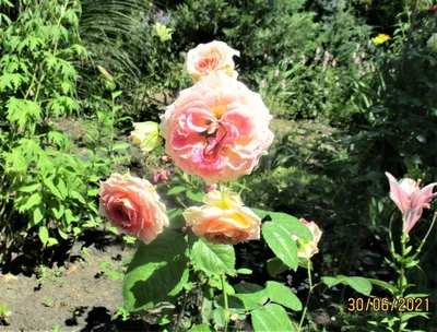 Роза плетистая Цезарь (25-45 см, конт. 3л)