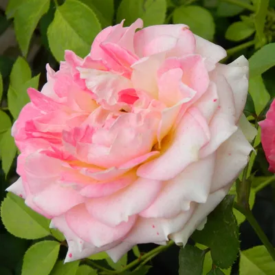 Datei:Rosa 'Cesar' Volksgarten 6.jpg – Wikipedia