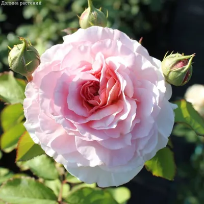 Купить Саженец розы \"Цезарь\" | Плетистые розы оптом и в розницу | Питомник  Бахмут