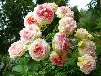 Premium Photo | Blooming bush of pink climbing rose cesar.