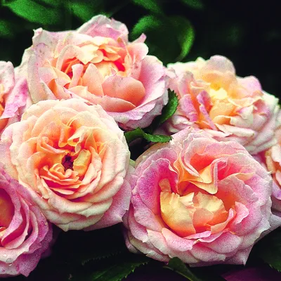 Роза плетистая Цезарь, цена 148 грн — Prom.ua (ID#638712124)