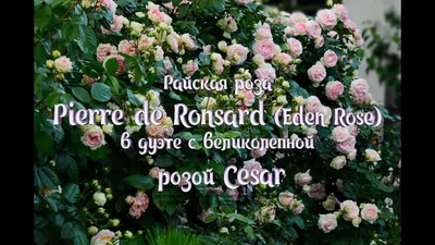 Роза цезарь - фото и картинки: 70 штук