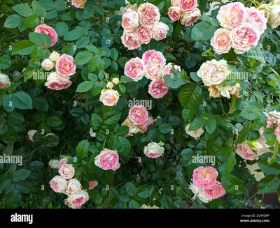 Bush with delicate buds of blossoming roses of Cesar variety Stock Photo -  Alamy