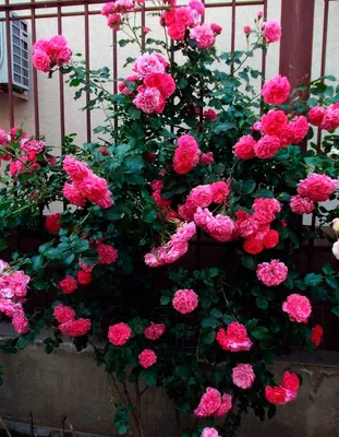 Сорт плетистой розы Розариум Ютерсен (Rosarium Uetersen) фото и описание -  ВикиРоз - Энциклопедия роз