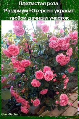 плетистая роза розариум ютерсен | Розы, Композиции цветников, Цветоводство