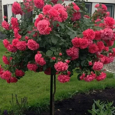 Саджанці штамбової троянди Розаріум Ютерсен купити | Агро Бреза