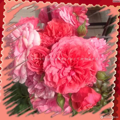 Роза плетистая крупноцветковая Розариум Ютерзен (Large-Flowered Climber  Rosarium Uetersen) Кордес (Kordes) - «Роза Розариум Ютерзен -  ОШЕЛОМИТЕЛЬНОЕ цветение!!!» | отзывы