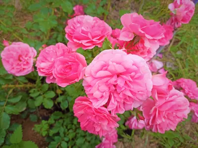 Обильноцветущая роза Розариум Ютерсен: за что я ее так люблю и иногда  критикую | GardenLife | Дзен