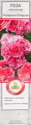 Розы плетистые «Розариум Ютерсен» в Ярославле – купить по низкой цене в  интернет-магазине Леруа Мерлен