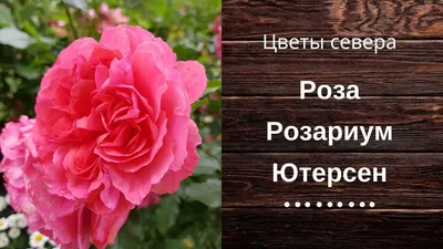 Роза Розариум Ютерсен обильно цветущая роза для сада. - YouTube