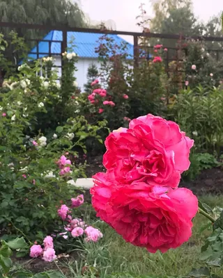 Розариум Ютерсен роза - описание сорта, выращивание и уход | РозоЦвет