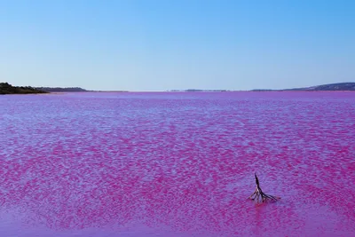 Розовое озеро хиллер австралия фото