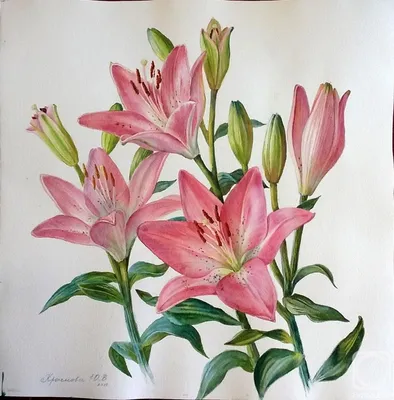 Розовые лилии» картина Красновой Юлии (бумага, акварель) — купить на  ArtNow.ru