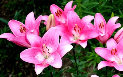 Картинка Розовые лилии » Лилии » Цветы » Картинки 24 - скачать картинки  бесплатно