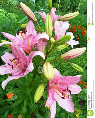 Розовые лилии на цветнике в летнем дне Стоковое Изображение - изображение  насчитывающей флора, бобра: 97227769
