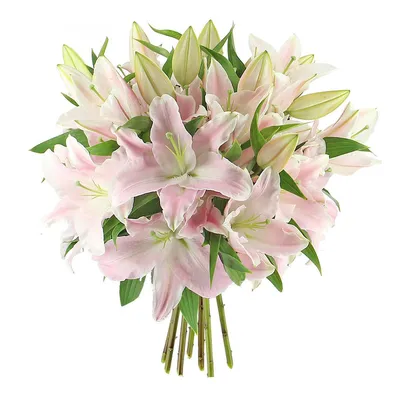 Лилия светло розовая в Сертолово - Купить с доставкой от 700 руб. |  Интернет-магазин «Люблю цветы»