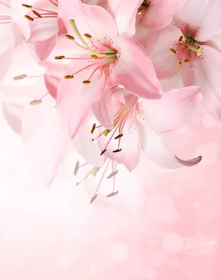 Лилии на розовом фоне 2 - вертикальный вариант фотообоев на заказ. Фотообои  с сюжетом Лилии на розовом фоне 2 (28700)