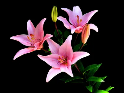 Обои Розовые лилии, цветы, черный фон 2880x1800 HD Изображение