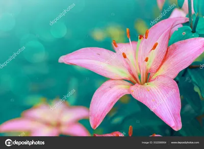 Розовые лилии, изолированные на белом фоне Стоковое Изображение -  изображение насчитывающей кровопролитное, ботаническую: 160172685