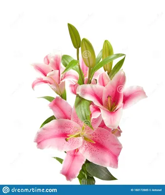 Ткани Розовые лилии - закажи на #MarketShmarket.com любая ткань с любым  принтом