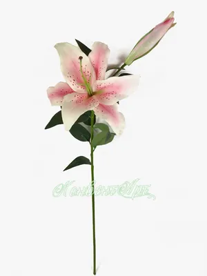 SpashScreen - Широкоформатные обои и заставки на рабочий стол - розовые  лилии, цветы, листья, лето, растение, лепестки, pink lilies, flowers,  leaves, summer, plant, petals