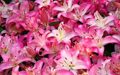 Картинка Розовые лилии » Лилии » Цветы » Картинки 24 - скачать картинки  бесплатно