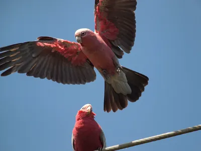 Розовый какаду (Eolophus) - Picture Bird