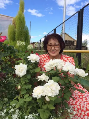 Можно ли вырастить прекрасные розы в домашних условиях? — SakhaLife