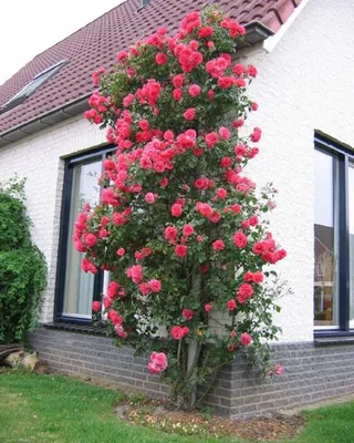 Плетистые розы — отличное украшение для фасада дома👍 | Klimroos, Rozen  tuin, Tuin