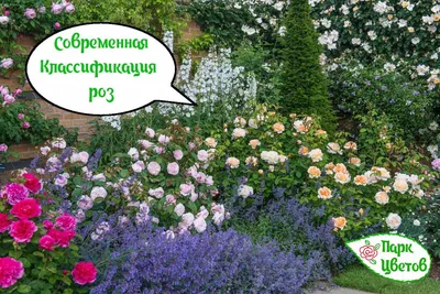 Розовые садовые розы с диантусом | Монобукеты | Kiwi Flower Shop