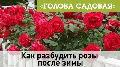 Обои Розовые розы крупным планом, садовые цветы 1920x1200 HD Изображение