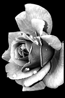 Розы черно белые фото
