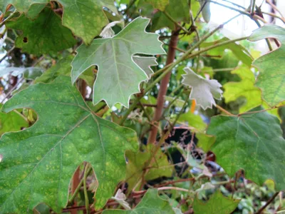 Коллекционный объект БСИ ДВО РАН: Rhoicissus capensis (Роициссус капский)