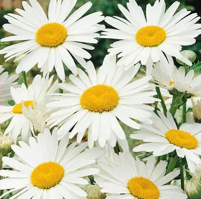 Картинка Размытый фон белая капля цветок Ромашки Крупным 5760x3840