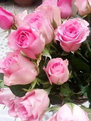 Роскошные розы фото