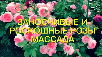 Браслеты для роскоши, гламурная мода и покупка бутиков - роскошные  бриллиантовые браслеты и розовые розы, любовный подарок в день валентин и  ювелирный браслет... - стоковое фото 1663738 | Crushpixel