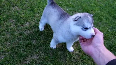 Собака Хаски (Husky) — порода хаски характеристика, щенок и фото