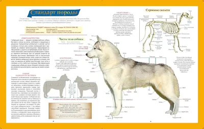 Высота хаски (64 фото) - картинки sobakovod.club