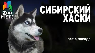 Собака Хаски (Husky) — порода хаски характеристика, щенок и фото