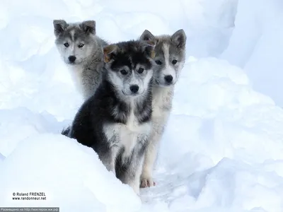 Сибирский Хаски