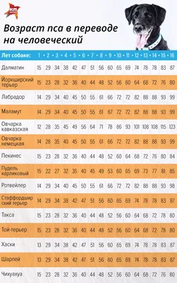 Таблица соотношения возраста собаки и человека: овчарки стареют раньше, а  йорки дольше остаются молодыми - KP.RU