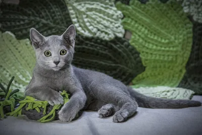 Питомник кошек русская голубая! Питомник Гиперборей! Кошки, котята гипебореи