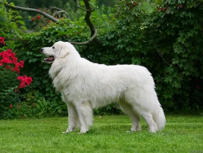 Южнорусская овчарка (South Russian Sheepdog) - это очень храбрая, сильная и  выносливая порода собак. Фото, описание и отзывы.