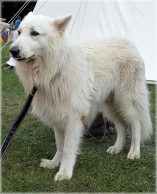 Восточноевропейская овчарка: все о собаке, фото, описание породы, характер,  цена