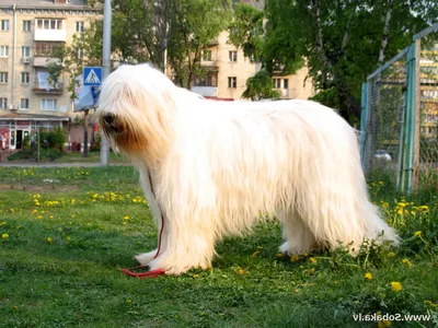 Собака русская овчарка (44 лучших фото)