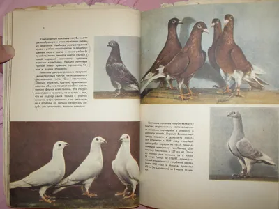 Почтовый голубь — Википедия